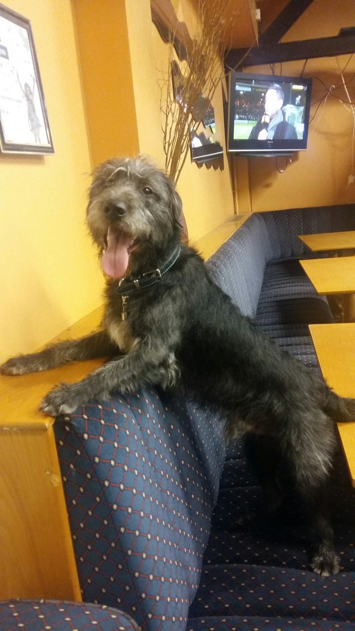 training pupy