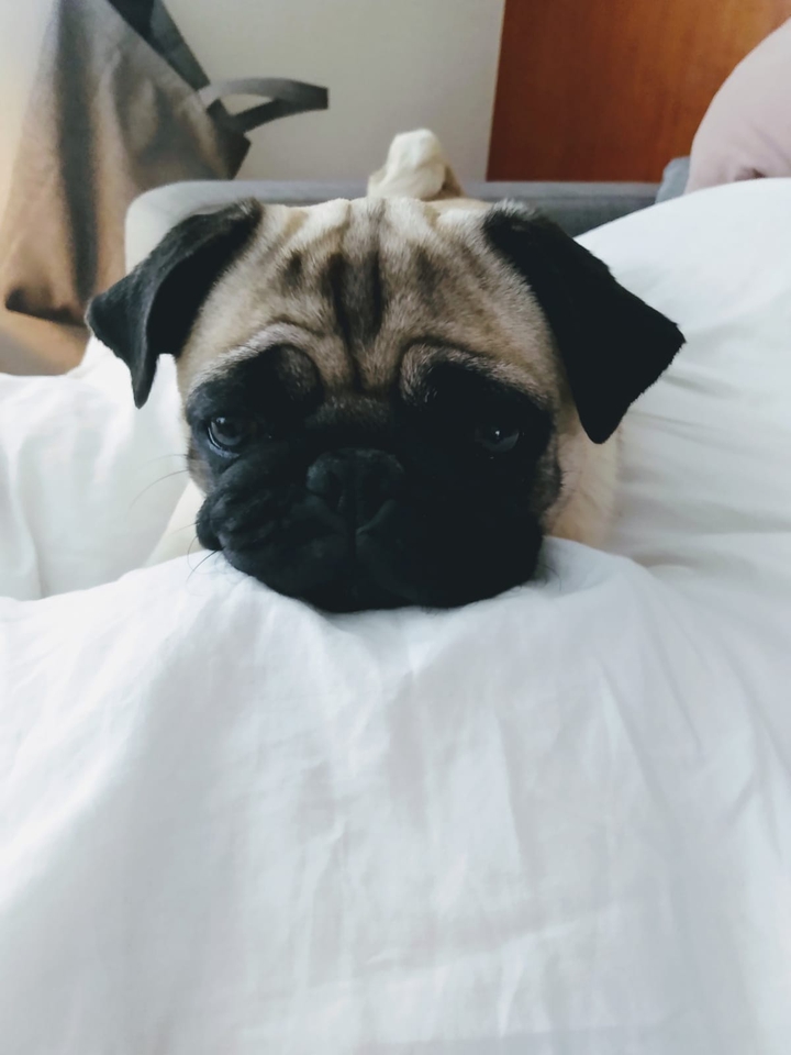 A cute pug