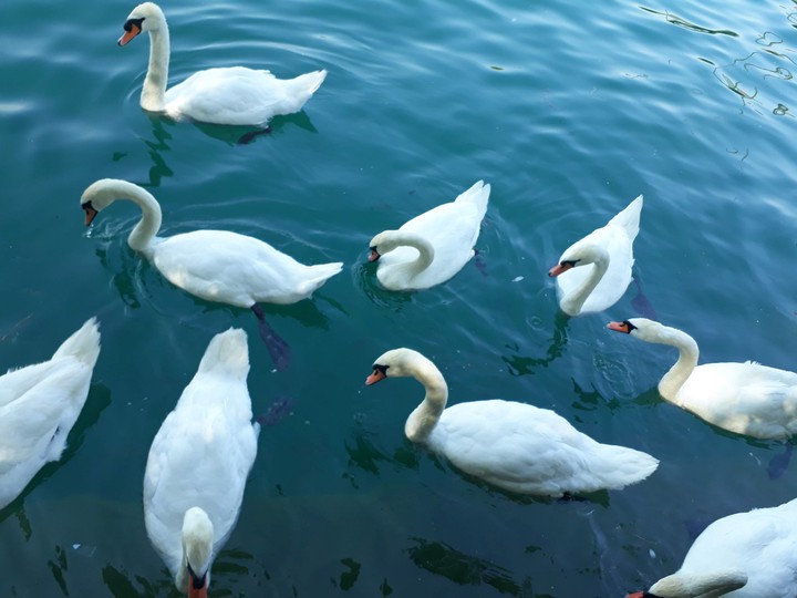 Swans