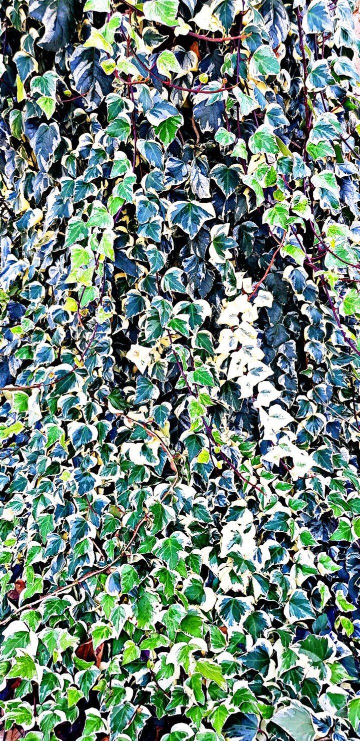 Ivy-fall