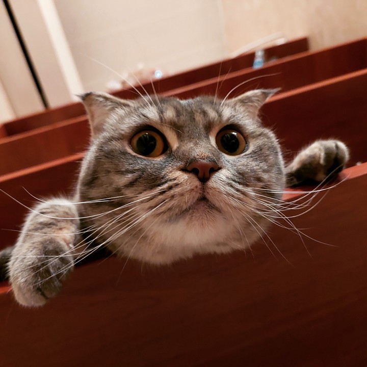 cat
