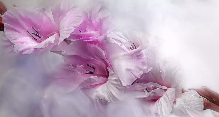gladiola mečíky