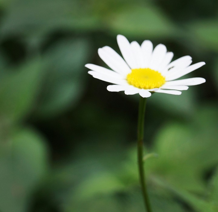 Blooming Life