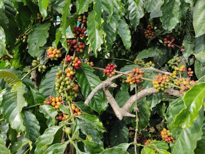 Coffee Beans