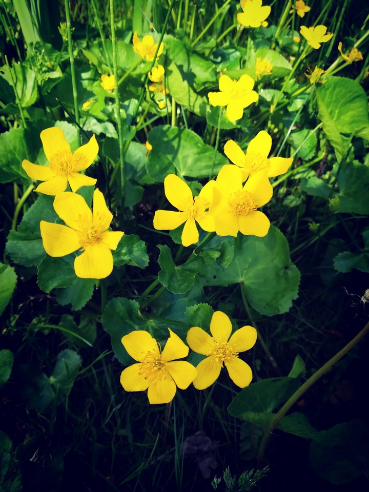 Flowers