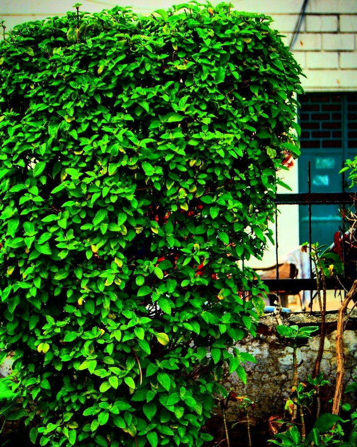Bushes