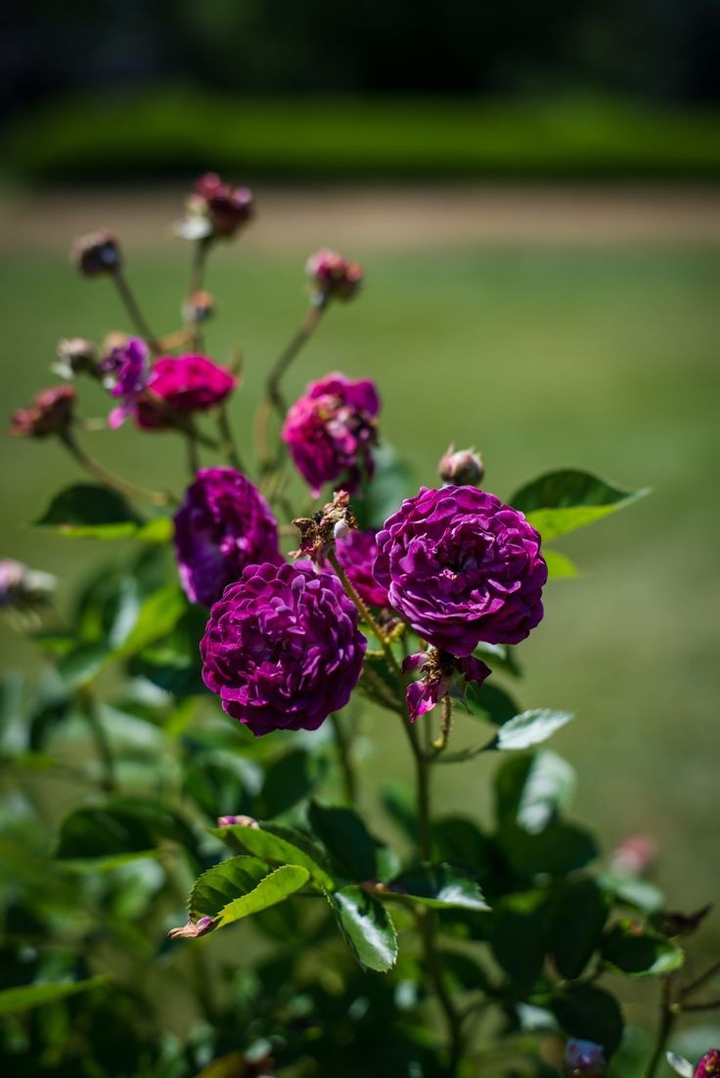 ⚘