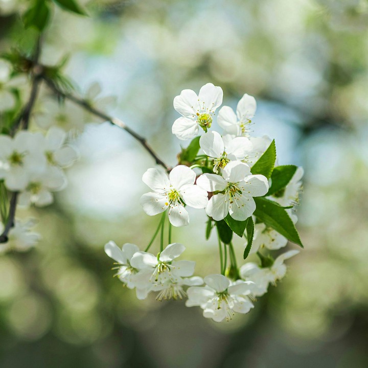 Apple Blossoms ❤️