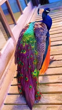 krishna