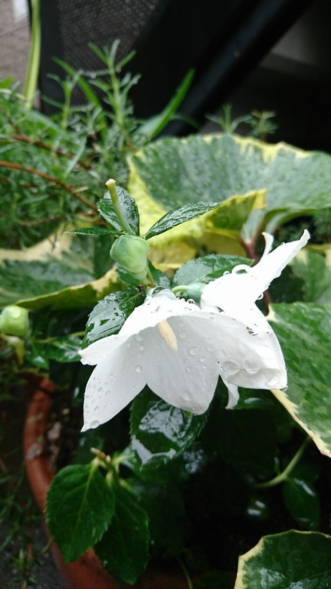 白い花