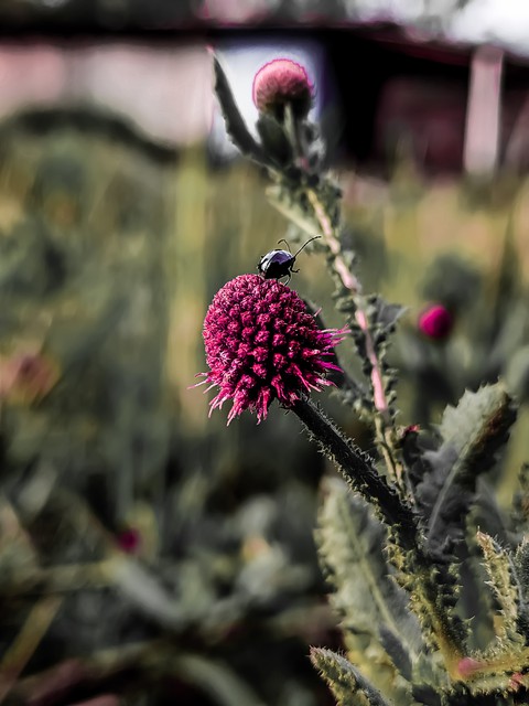 love nature