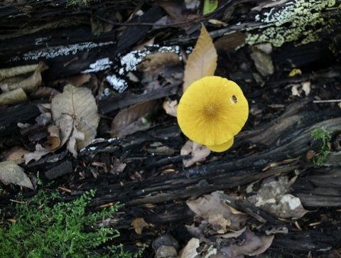 sous  bois  6