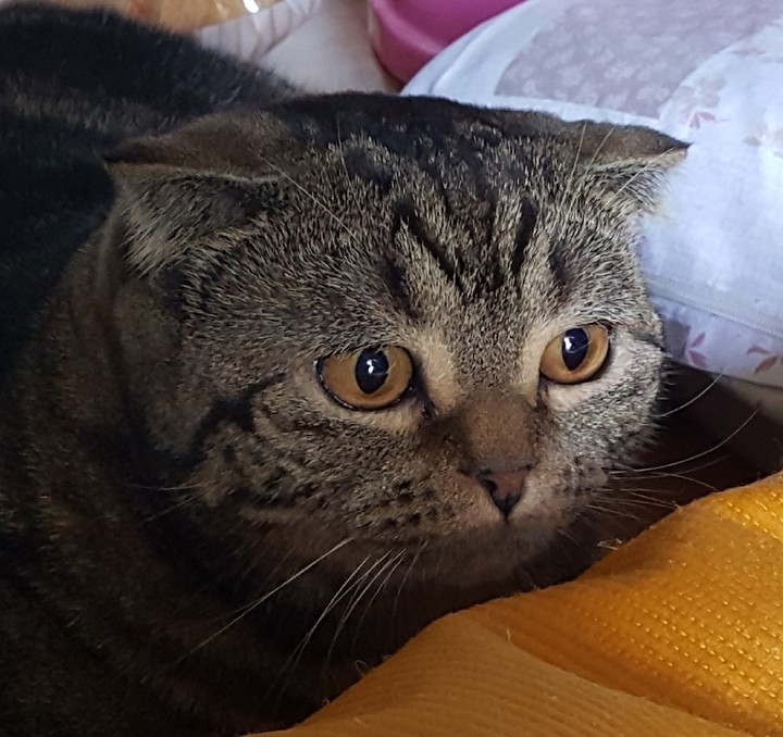 몬드180925