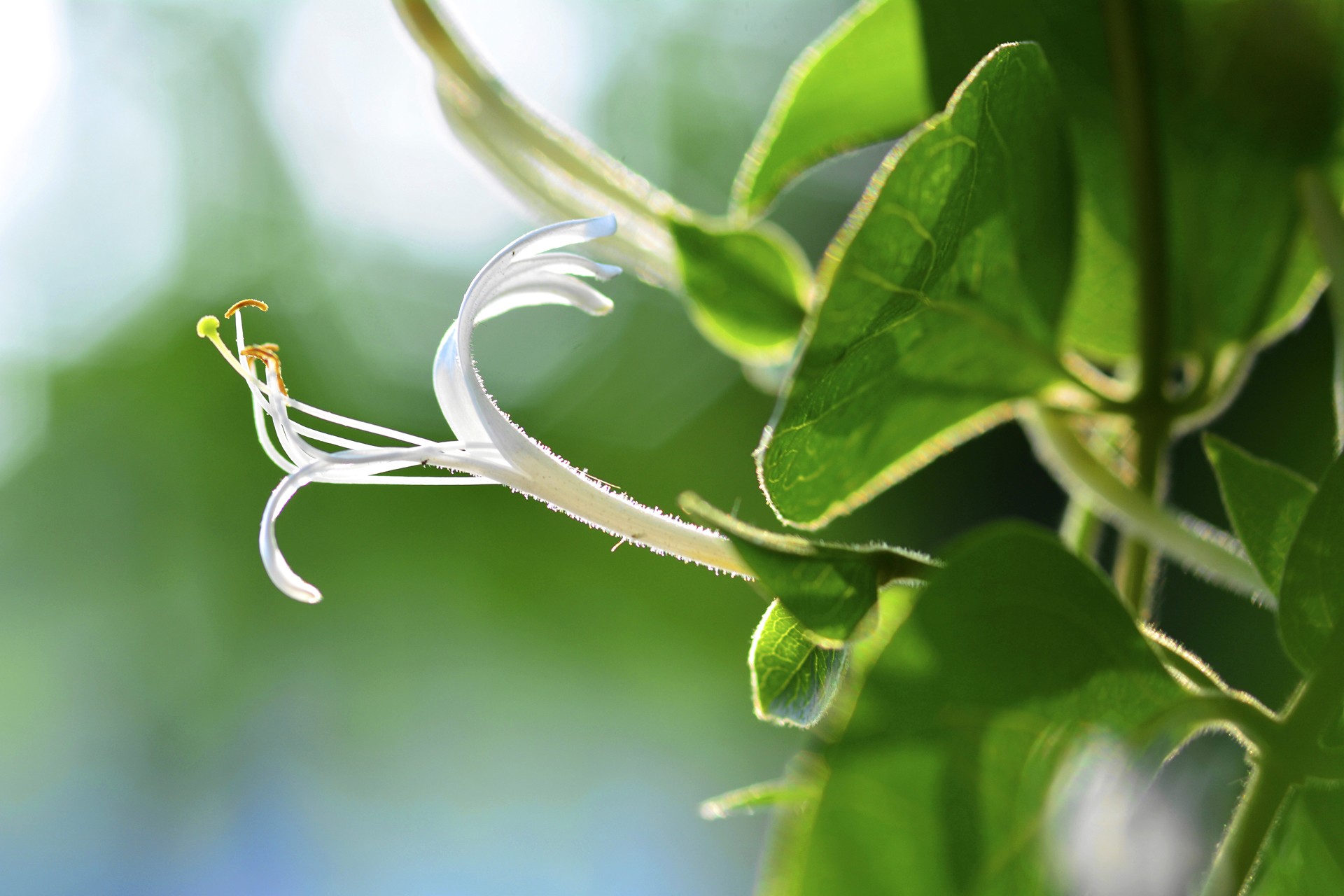 Flower appearing in the world