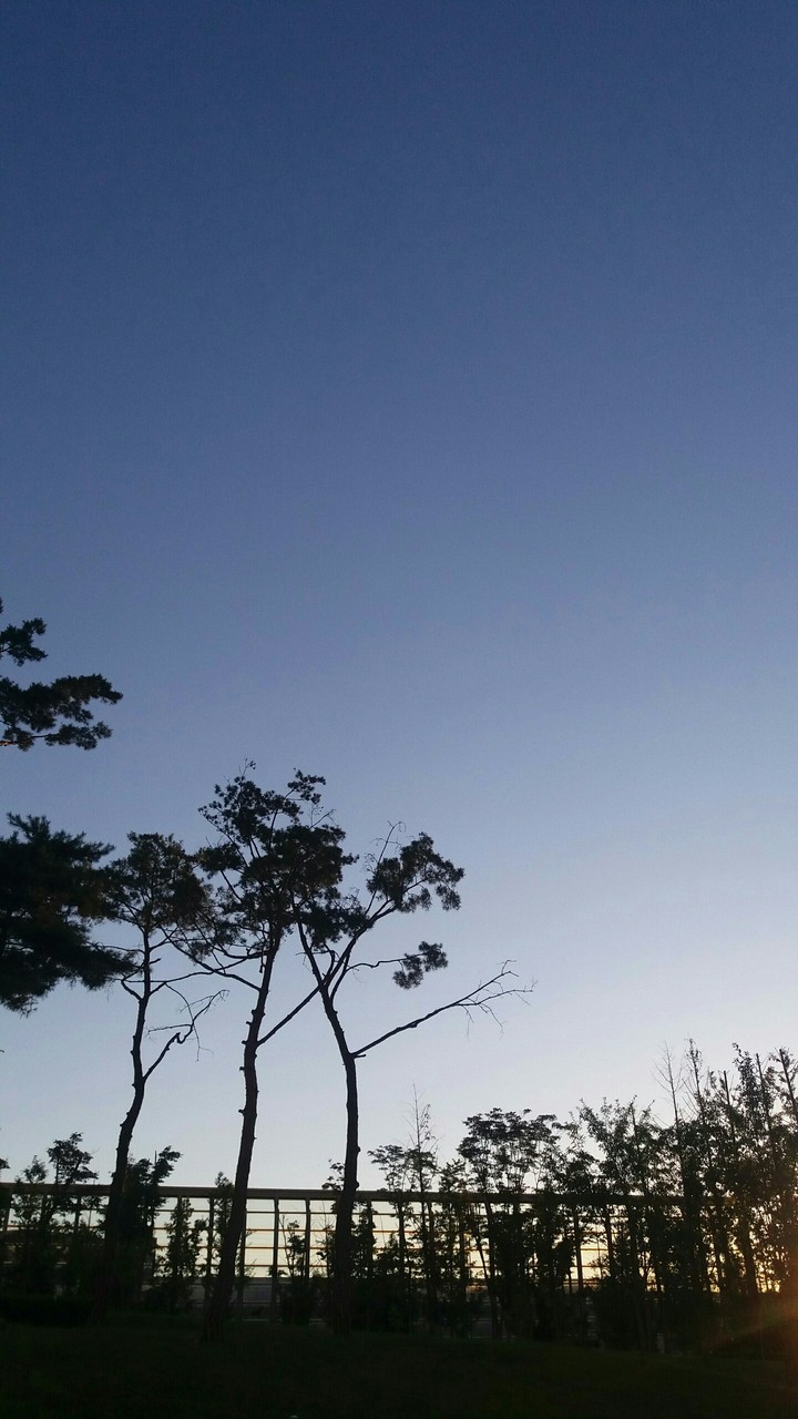 소나무