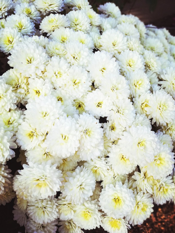 autumn flower