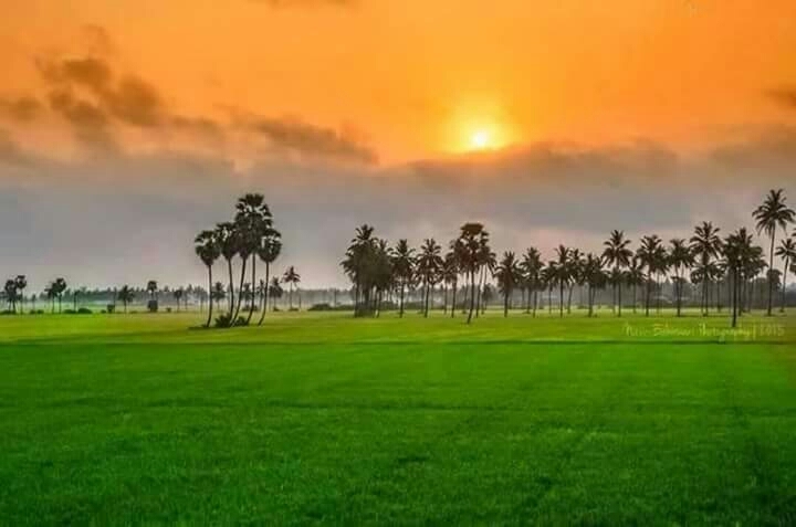 tricolour nature