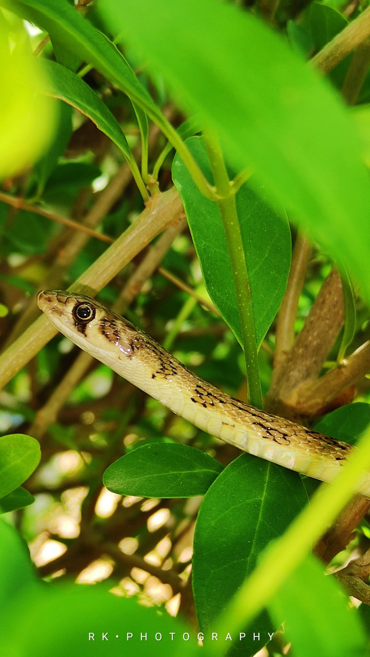 snake