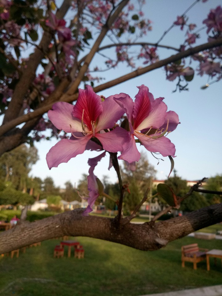 flowers