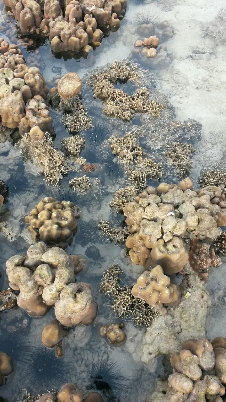 coral