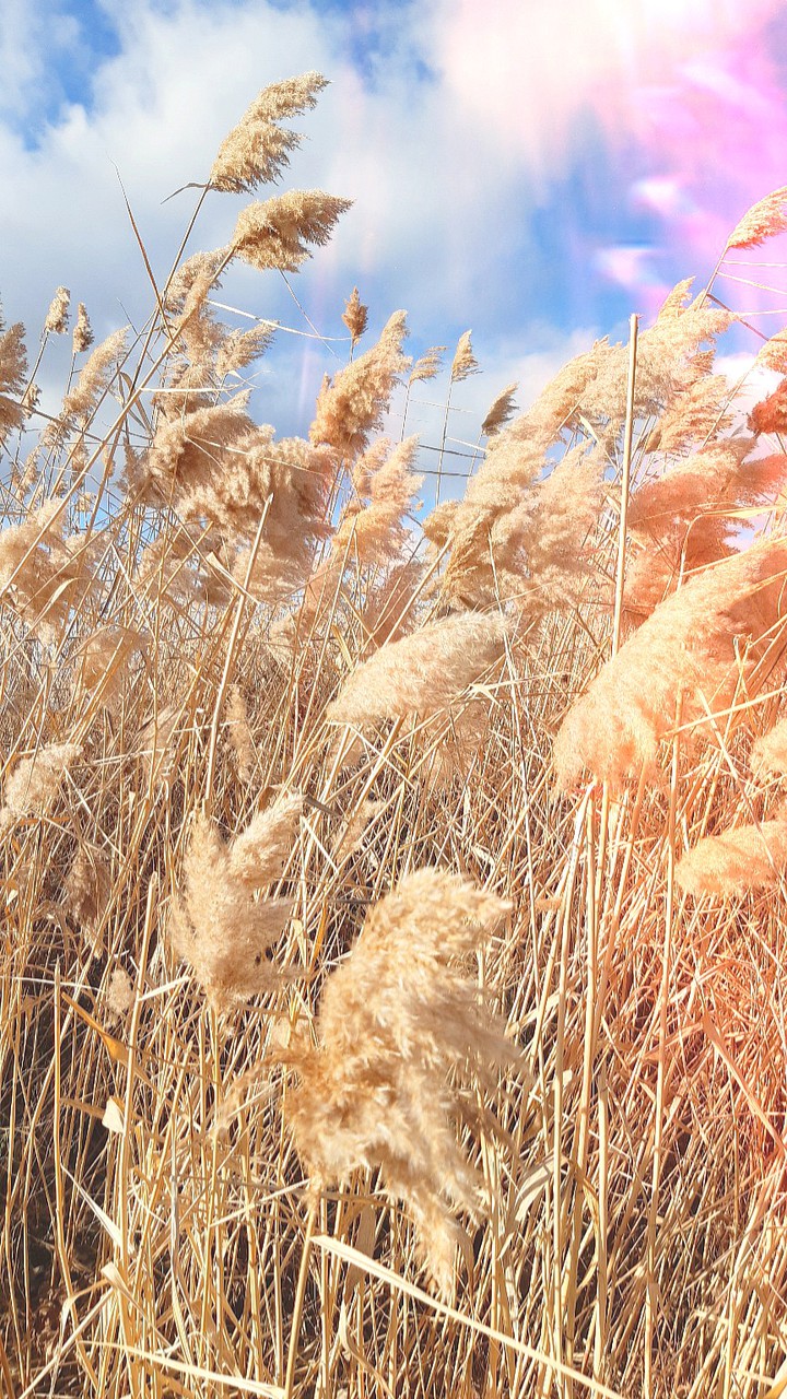 feather grass