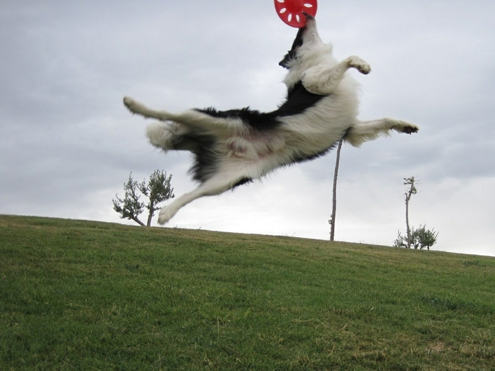 If It's Not A Broder Collie It's Just A Dog