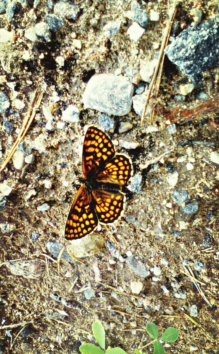 butterfly•