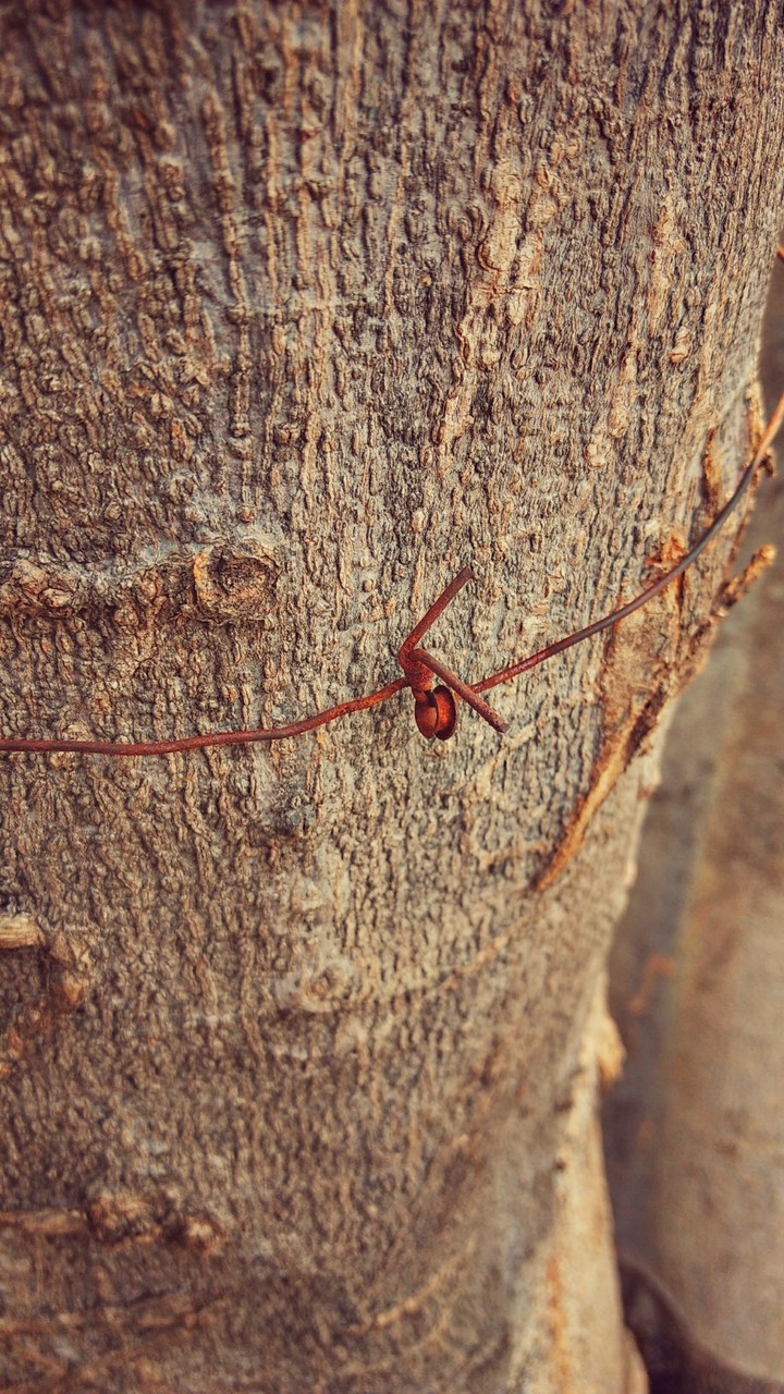 wood