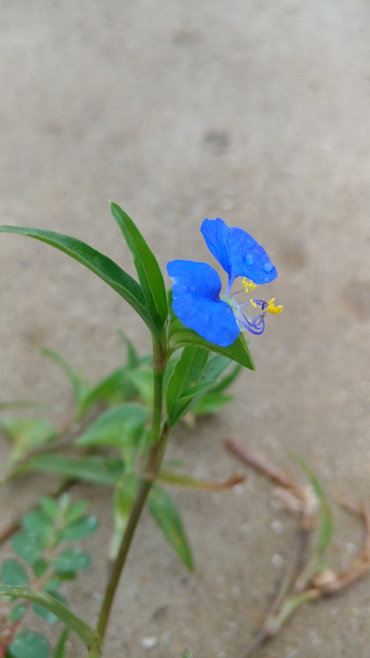 Wild flower