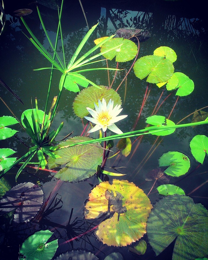 water-aquarium