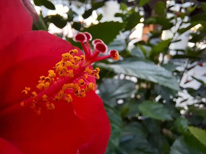 Reeed flower♥️