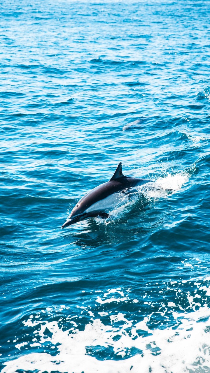 sea