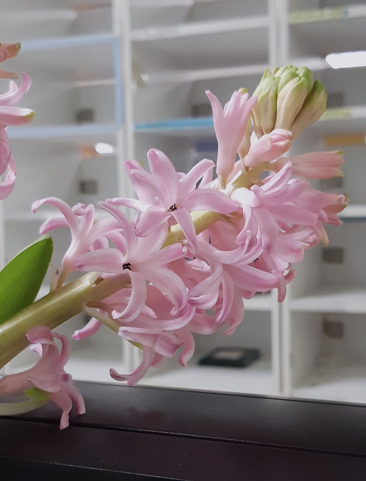 hyacinthus pink pearl
