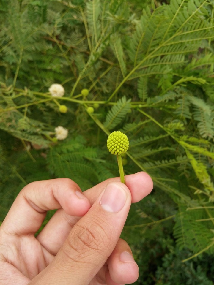 Natural