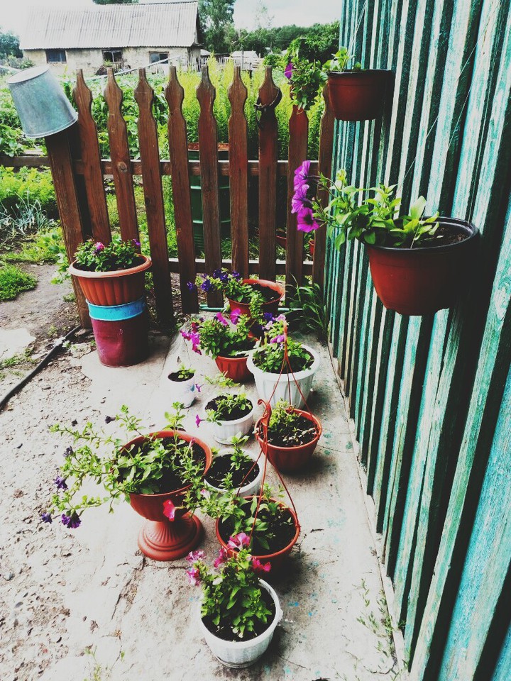 flowers