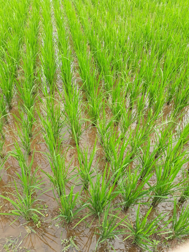 rice field