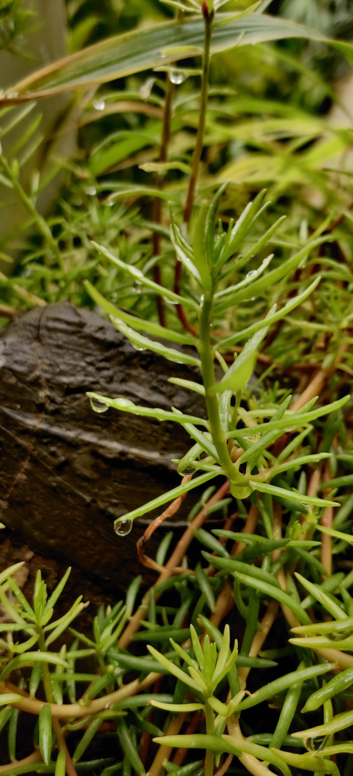grass