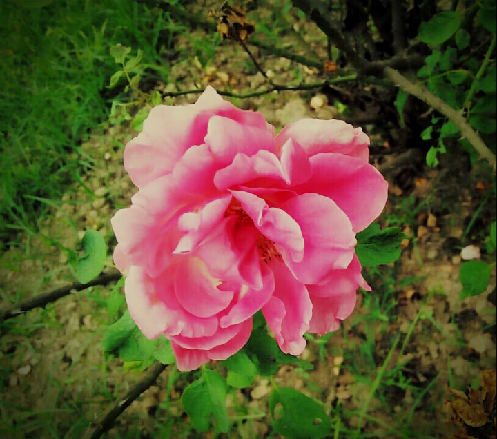 winter rose