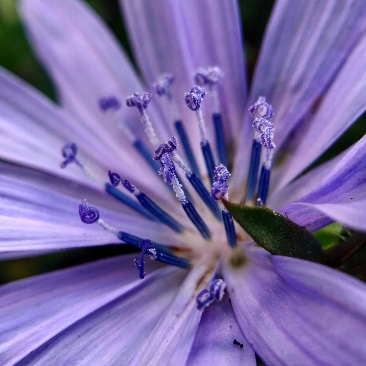 #flower #macro