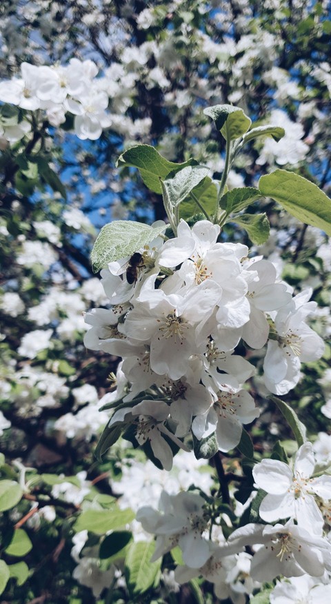 apple tree