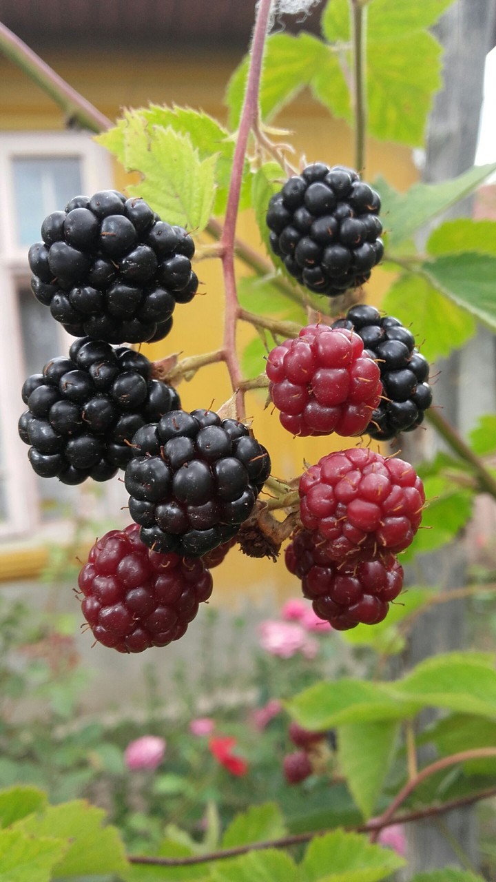 Berries