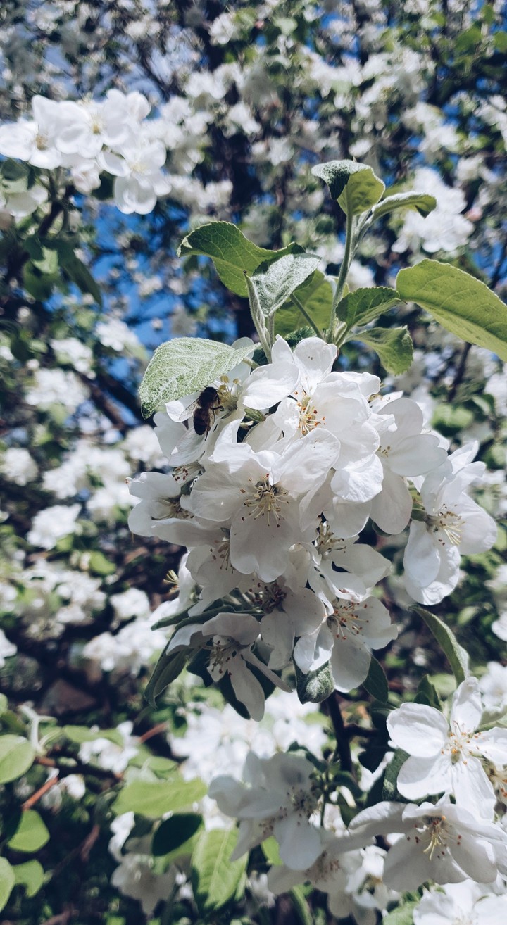 apple tree
