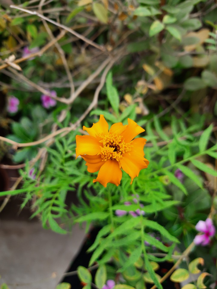 marigold