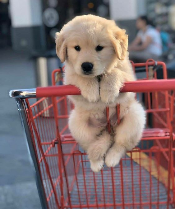 awwwww soooooo cute❣️❣️