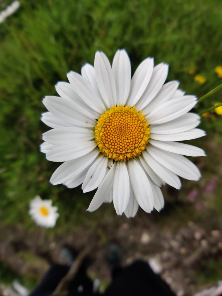 Daisy