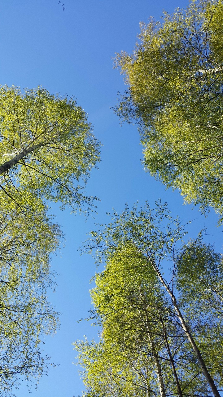 tree