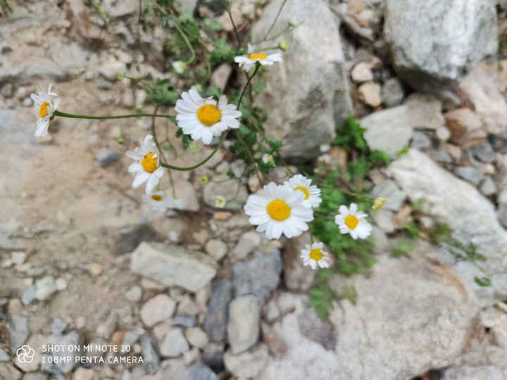 Severnay Osetia Alania