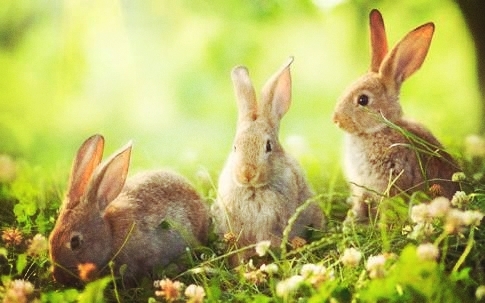 conejos