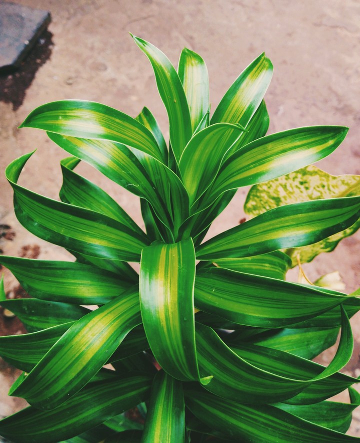 green