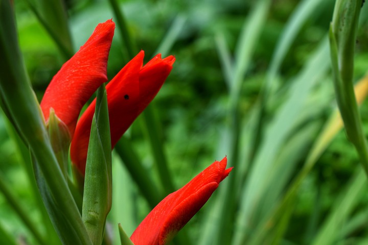 #Flower